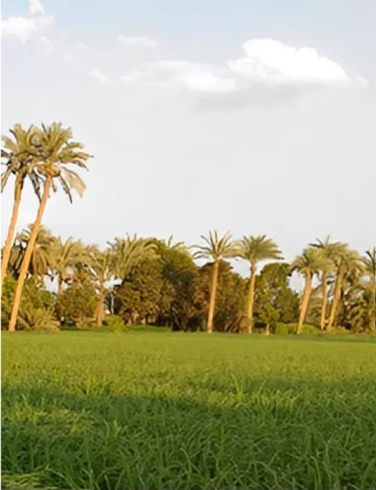 Quality Begins on Our Farms sunray