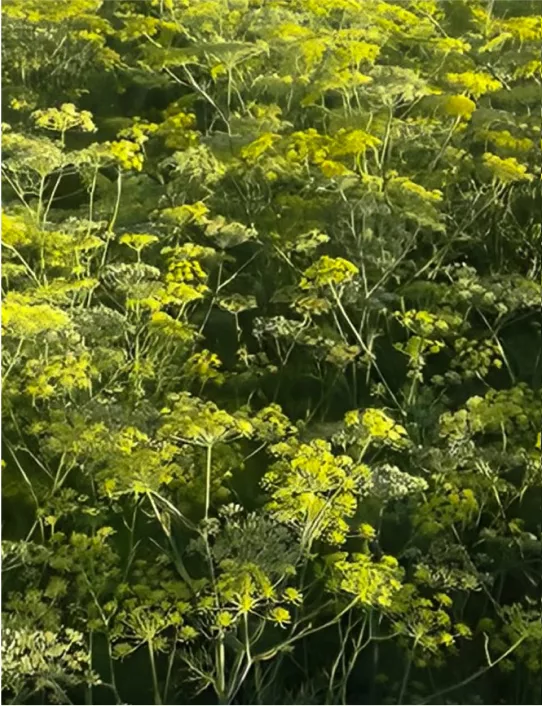 Fresh Dill from Our Farms sunray