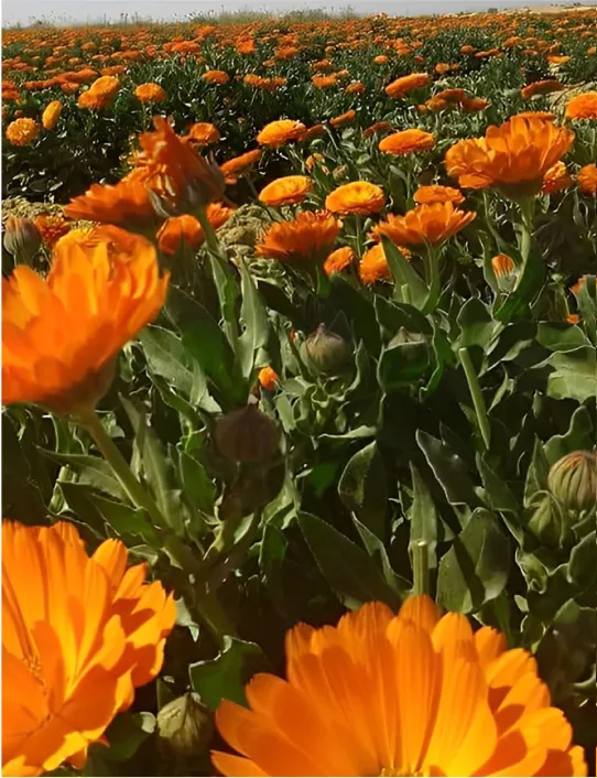 Farm-Fresh Marigold for Your Health sunray