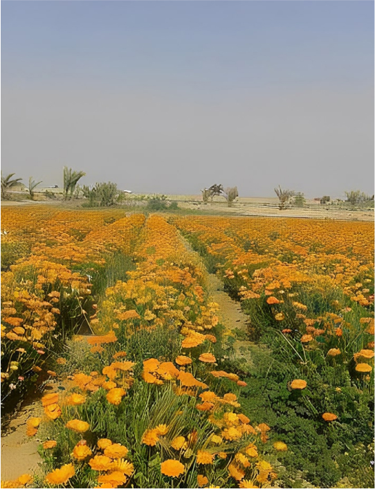 Golden Marigold Fields sunray