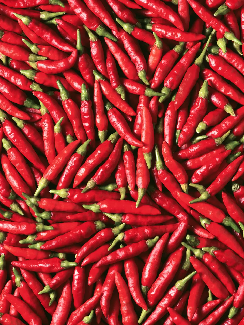 Chili1