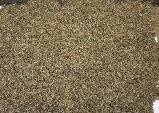 Oregano-feature